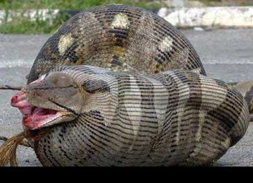 蟒蛇图片吃人图片